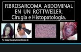Fibrosarcoma abdominal en un rottweiler cirugía e histopatología
