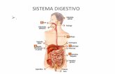 Sistema digestivo  antiemeticos
