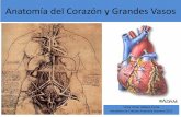 Anatomía del Corazón y Grandes Vasos · PDF fileANATOMIA DEL CORAZON Author: montes Created Date: 1/16/2013 9:16:33 PM