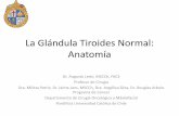 LA GLÁNDULA TIROIDES NORMAL: ANATOMÍA · PDF fileLa Glándula Tiroides Normal: Anatomía Dr. Augusto León, MSCCh, FACS Profesor de Cirugía . Dra. Militza Petric, Dr. Jaime Jans,