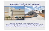 Anatomía Patológica del melanoma. - · PDF fileComplejo Hospitalario de Cartagena ... la topografía más ... y piel de miembro inferior y cadera con 337 casos. En la mujer es en