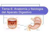 Tema 6: Anatomía y fisiología del Aparato Digestivoiesvinalopo.com/departamentos/biologia/wp-content/uploads/2016/11/... · pequeñas para ser absorbidas. Partes: ... Glándulas