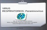 VIRUS RESPIRATORIOS: Paramixoviruswebzoom.freewebs.com/investigacionvasquez/paramyxoviru.pdf · inflamación no supurativa de las glándulas parótidas. ... Otros sitios glándulas