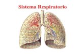 Presentación de PowerPoint - · PDF fileTORAX (D4) Sistema respiratorio • El aparato respiratorio o tracto respiratorio conforma un sistema encargado de realizar el intercambio