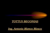 TOTTUS BEGONIAS Ing. Antonio Blanco · PDF fileconsiderando uniones articuladas entre vigas y columnas y entre viguetas y vigas. solamente los arriostres diagonales fueron considerados