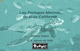 Las Tortugas Marinas de Baja California Spanish.pdf · Las Tortugas en la Historia y Hoy • 15 pies de largo, 4,500 o más libras • 74 milliones de años de edad. Archelon ischyros.