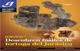 Descubren fósiles de tortuga del Jurá · PDF fileDescubren en Oaxaca fósiles de tortugas del Jurásico Tardío. el agua; pero carecían de aletas, por lo que no eran totalmente