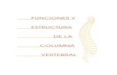 FUNCIONES Y ESTRUCTURA DE LA COLUMNA · PDF fileLa columna vertebral tiene un total de cuatro funciones principales, siendo la ... pág. 54 -) está compuesta por tejido nervioso frágil