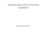 Clase 1Introducción a las hormonas vegetales · PDF fileReguladores de crecimiento • Sustancias similares a las hormonas, sintetizadas en laboratorio. • Estos permiten al agricultor: