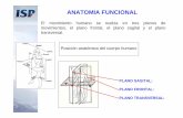 ANATOMIA FUNCIONAL - 3tecprevriesgos2010 · PDF fileEl movimiento humano se realiza en tres planos de movimientos, el plano frontal, el plano sagital y el plano transversal. Posición
