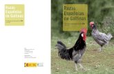 El Programa de Conservación del INIA - Asociación Española de · PDF file · 2012-06-02de gallos, variando el tamaño ... Los estudios genéticos son de cuatro tipos diferentes: