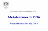 Recombinación de DNA -   · PDF file1. RECOMBINACIÓN HOMÓLOGA. Involucra el intercambio genético entre dos moléculas de DNA (o dos segmentos de la misma