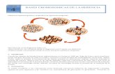 UNIDAD 4 BASES CROMOSOMICAS DE LA HERENCIApolicarpiocolque.ntics.org/wordpress/wp-content/uploads/2014/05/4... · El cariotipo de la mujer contiene 23 pares de cromosomas homólogos,