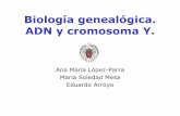 Biología genealógica. ADN y cromosoma Y. - hispagen.eshispagen.es/encuentro1/biologia.pdf · mujer tendría dos cromosomas X en vez de un X y un Y. Componentes hereditarios ...