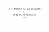 La nutrición de los animales (I). El aparato n... · PDF fileLa digestión de los rumiantes Mamíferos herbívoros cuya digestión es diferente al resto de los mamíferos. Estómagos