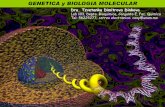 GENETICA y BIOLOGIA MOLECULAR - …depa.fquim.unam.mx/amyd/archivero/01Introduccion_24194.pdf · GENETICA y BIOLOGIA MOLECULAR Dra. Tzvetanka Dimitrova Dinkova Lab 103, Depto. Bioquimica,