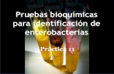 Pruebas bioquímicas de identificación de enterobacterias · PDF file•Superficie inclinada: fermentación de lactosa o sacarosa amarillo Indicador: Rojo de fenol •Profundidad: