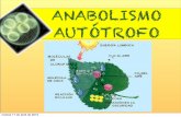 ANABOLISMO AUTÓTROFO - · PDF fileEste proceso anabólico tiene lugar en los cloroplastos, donde se localizan una serie de pigmentos (clorofilas, carotenoides, ficobilinas, ), que