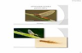 EPHEMEROPTERA (4000 SPP.) - artropodosuniquindio · PDF file-Pata anterior excavadora -Color marrón o pardo -Construyen madrigueras en suelos húmedos Tettigoniidae . 07/11/2012 11