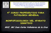 4° CURSO PROPEDEUTICO PARA PATOLOGIA  · PDF fileMORFOFISIOLOGIA DEL APARATO DIGSTIVO ... APARATO DIGESTIVO EQUINO, ciego . APARATO DIGESTIVO EQUINO, ... (necropsia sin guantes)