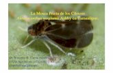Mosca Prieta de los citricos en Tamaulipas · PDF fileGeneralidades de los Enemigos Naturales de A. woglumii Ashby en Tamaulipas. • Encarsia opulenta Silv. (Hymenoptera:Aphelinidae)