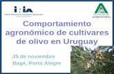 Comportamiento agronómico de cultivares de olivo en · PDF fileViverístico de Olivo, Italia – 2006 Diseño Completo al Azar, ... Evaluación de variedades de olivo en Uruguay.