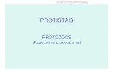 PROTISTAS -  · PDF file• Los ciliados constituyen un filo del reino protistas. Su nombre en latín científico, Ciliophora, procede de las