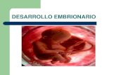 DESARROLLO EMBRIONARIO - ibcm.blog.unq.edu.aribcm.blog.unq.edu.ar/wp-content/uploads/sites/8/2013/03/desarrollo... · Semana 48: Periodo embrionario (organogenesis, morfogenesis).