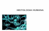 HISTOLOGIA HUMANA - uva. · PDF file• Los animales pueden alcanzar grandes tallas porque están constituidos por muchas células. • En un organismo multicelular, como el ser humano,