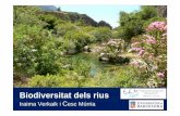 Biodiversitat dels rius -  · PDF fileTricladida Dugesia Daphnia   Cladocera Quins animals viuen sota les pedres del riu?