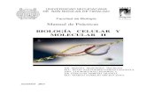 BIOLOGÍA CELULAR Y MOLECULAR II - bios.biologia…bios.biologia.umich.mx/obligatorias/biol_cel_mol/manual_biologia... · 2 INTRODUCCIÓN La Biología Celular y Molecular en la actualidad