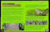PB 1 - Biodiversidad  · PDF fileSe puede obtener sal para la cocina o para ... El proyecto Mangrove Action Project, así como Wetland International y la convención RAMSAR,
