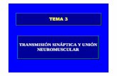 TEMA 3TEMA 3 - ugr.esramirezr/Templates/apuntes 3.pdf · tema 3tema 3 transmisiÓn sinÁptica y uniÓn neuromuscular transmisiÓn sinÁptica y uniÓn neuromuscular