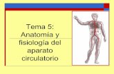 Tema 5: Anatomía y fisiología del aparato circulatoriomariagonzalezu.weebly.com/.../6/3/2/2/6322285/aparato_circulatorio.pdf · El aparato circulatorio Se encarga del transporte