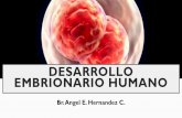 DESARROLLO EMBRIONARIO HUMANO · PDF fileDISCO GERMINATIVO BILAMINAR •Las células del trofoblasto forman el citotrofoblasto y el sincitotrofoblasto •Las células del embrioblasto