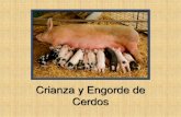 Crianza y Engorde de Cerdos - fopaedu.comfopaedu.com/pp/cerdos.pdf · o engorde de cerdos o de venta y distribución de productos relacionados. Duración El curso está diseñado