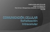 FISIOLOGÍA MOLECULAR UAM CUAJIMALPA Prof. M en C ... · PDF filecelular vía una serie de MOLECULAS DE SEÑALIZACIÓN INTRACELULAR Y la señal se recibirá por proteínas EFECTORAS