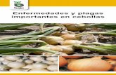 Enfermedades y plagas importantes en cebollasstatic.plenummedia.com/40767/...enfermedades-y-plagas-cebollas.pdf · plagas y enfermedades de las cebollas ... vegetales y animales.