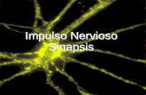 Impulso Nervioso Sinapsis - · PDF fileSinapsis química Neurotransmisor Efecto Acetilcolina (Ach) Excitador en las células musculares (provoca la contracción muscular). Glutamato