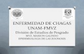 ENFERMEDAD DE CHAGAS UNAM- · PDF fileCadena epidemiológica AGENTE CAUSAL Trypanosoma cruzi. RESERVORIO Mamíferos domésticos y silvestres. Vector PUERTA DE SALIDA PUERTA DE ENTRADA
