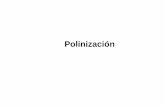 Polinizacion v. 2 - Fisiología Hortícola · PDF filePolinización ZEs el transporte de los granos de polen de la antera al estigma de la flor o de otra flor de la misma especie.