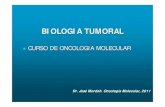 Biol Cel Tumoral 2011 - Investigación en · PDF fileBruno Brudovic. EL TUMOR SE COMPORTA ... Proliferación No proliferación. MANTENIMIENTO DE SEÑALIZACION ... como las E-caderinas