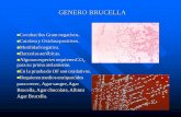 GENERO BRUCELLA - Estudiando microorganismos · PDF fileEl género Brucella está formado por bacilos Gram negativos pequeños, inmóviles y aerobios, de crecimiento lento. (48-96