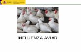 INFLUENZA AVIAR - wpsa-aeca.es jjss 1 febrero.pdf · o 595 focos IAAP en aves domésticas ... comerciales que estuvieran en un radio de 3 y 10 km Inspección clínica de las aves