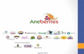 Nuevos asociados - · PDF fileProducción de berries en México 2013 Cultivo Sup. Sembrada Sup. ... ARANDANOS • Es un ejemplo de planeación de producción para encontrar oportunidades