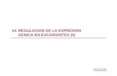 14. Regulacion de la Expresion Genica en eucariontes (II)diarium.usal.es/vgnunez/files/2012/11/14.-Regulacion-de-la... · 14. REGULACION DE LA EXPRESION GENICA EN EUCARIONTES (II)