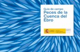 Guía de campo Peces de la Cuenca del Ebro - zaragoza.eszaragoza.es/contenidos/medioambiente/materialesdidacticos/otros/... · 5 Introducción Los peces son considerados como indicadores