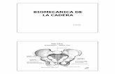 BIOMECANICA DE LA CADERA - ACEMEFIDEaula.acemefide.org/cursos/photo/1147357121280306_emd_cadera.pdf · 6 Angulación femoral Movimientos en cadera 140-15 30-25 70-40 Abd>30º = por