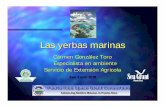 Las yerbas marinas - academic.uprm.eduacademic.uprm.edu/gonzalezc/HTMLobj-768/encumaryerbas.pdf · La yerba tortuga Nombre científico ... Son más extensos en la costa sur y el este