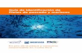 Guía de identificación de filetes de pescado y · PDF filedistinuir de otros atunes en la estructura circular de sus lomos los cuales presentan una ... Guía de identificación de